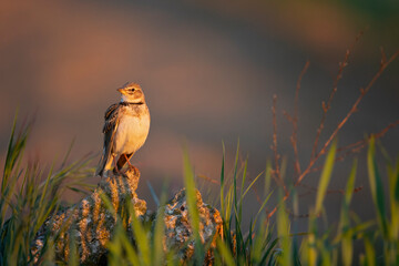 The calandra lark (Melanocorypha calandra) singing in the morning golden light.