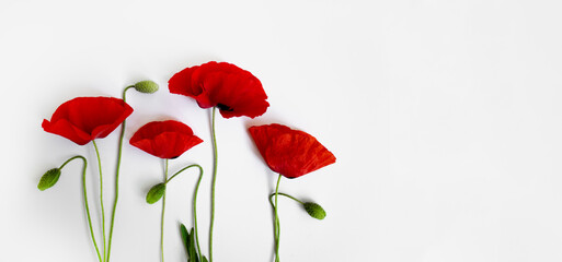 Obraz premium Red poppies on a white background. Postcard in the style of minimalism, place for text, close-up