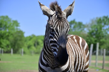 Naklejka premium Zebra. Zebra in profile. African animals.