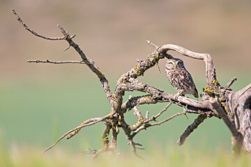 A little owl (Athene noctua) perched in the daytime in an old tree. 