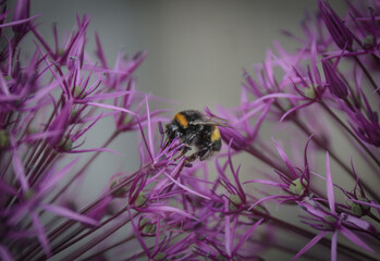A bumblebee on the thistle flower