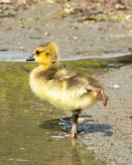 Stand 6 Feet Back - Covid - Adorable Gosling, Duckling
