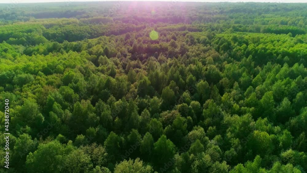 Wall mural Aerial footage of a summer forest