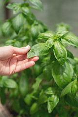 Female hand touching basil leaves, working in the garden