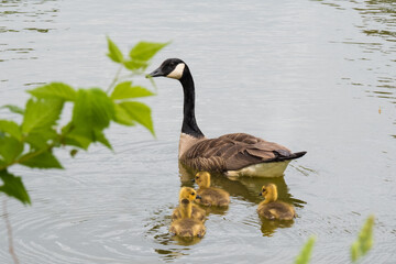 Mother Goose with Goslings in Water