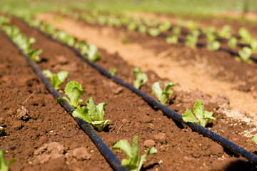 Plantação com Sistema de Irrigação