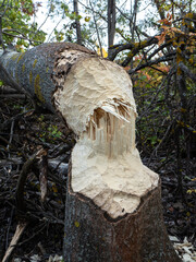 The beavers have gnawed and felled the trees that they use to dam rivers, and thus litter the...