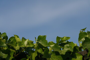 Efeu auf einer Mauer mit blauem Himmel. Hedera helix, Gartengestaltung durch Rankende Pflanzen. 