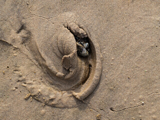 Fototapeta na wymiar The clam shell hides in the sand after low tide.