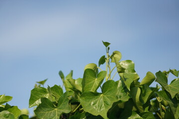 Efeu auf einer Mauer mit blauem Himmel. Hedera helix, Gartengestaltung durch Rankende Pflanzen. 