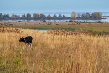 A cow grazes in an autumn meadow on the bank of a wide river.