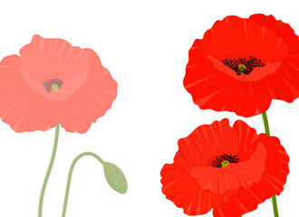 Frame poppies flowers vector illustration. Postcard зrovence wildflowers	