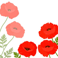 Frame poppies flowers vector illustration. Postcard зrovence wildflowers	