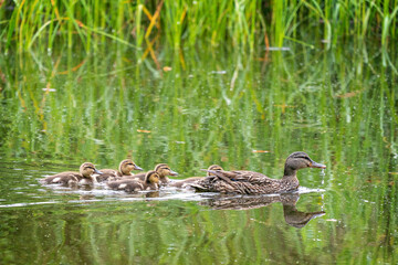 Ducklings on parade
