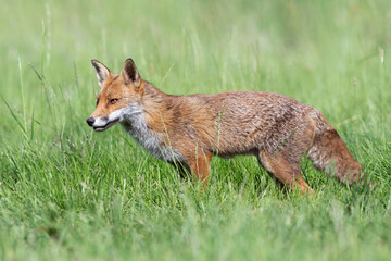 Red Fox (Vulpes vulpes) in a summer meadow