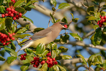 Cedar Waxwing