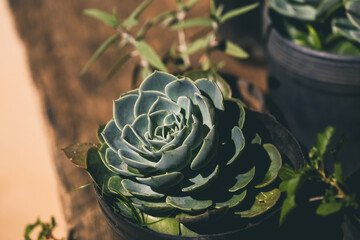Pequenas plantas