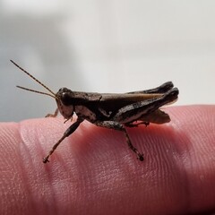 grasshopper on the ground