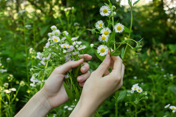 Female hands collect chamomile on the background of nature. Collect flowers.