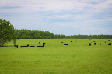 cows grazing in a field