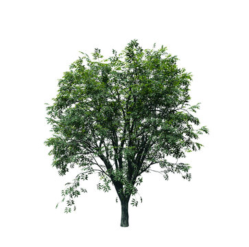 Hackberry tree 3D render isolated on white background