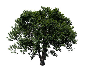 Fototapeta premium Chestnut tree 3D render isolated on white background
