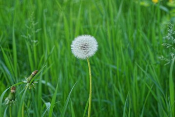 one white dandelion flower growing among green grass and vegetation in a summer park