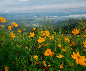colorful garden in the middle of the coffee mountains