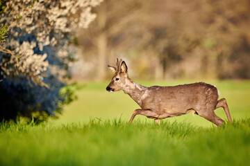 Naklejka na ściany i meble Roe deer male on a field in spring season ( Capreolus capreolus ). European roe 