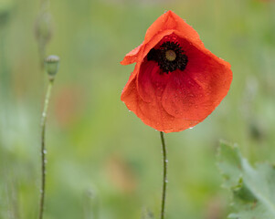 red poppy in the field