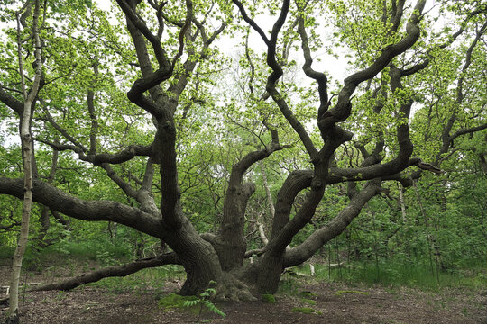 Old Oak trees in woodland Solleveld in springtime
