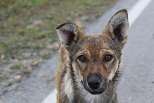 close up of a dog