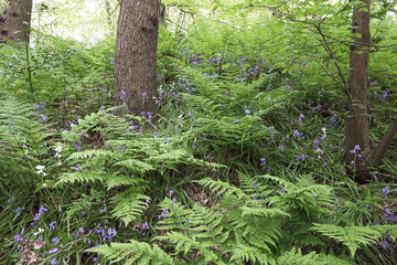 Obraz premium New ferns in springtime in woodland Solleveld