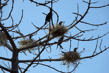 Group of Cormorant in woodland Solleveld of The Hague