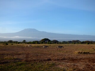 Kenya, afrique : zèbres en marche devant le Kilimandjaro