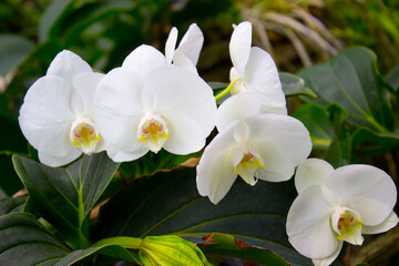 Fototapeta na wymiar White orchid flowers in the summer garden
