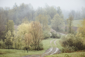 road in the woods