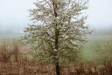 tree in fog