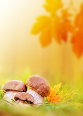 White mushrooms in the woods, on a background of leaves.
