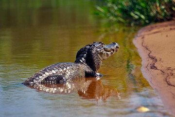 Jacar&eacute; Pantanal