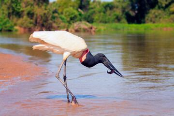Tuiuiu Pantanal - obrazy, fototapety, plakaty
