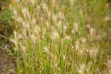 grass in the green field