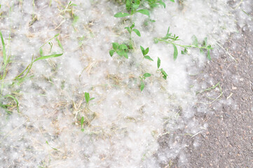 Poplar fluff in July on the way blurred background 