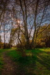 Naklejka premium Birch trees in a park during sunny warm spring morning