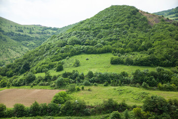 Fototapeta na wymiar green forest in the mountain
