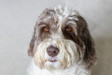 An adult labradoodle. Shallow depth of field.