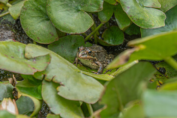 rana sobre hojas en el bosque