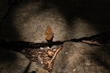 mariposa posada entre las sombras del camino
