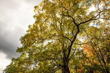 trees in autumn