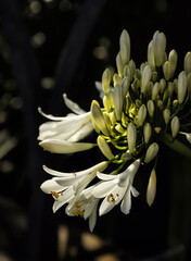 Obraz premium White aican lily